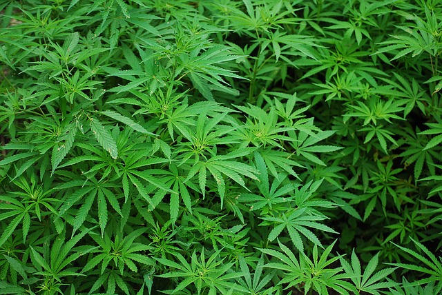 Cannabis – nicht nur was für Kiffer