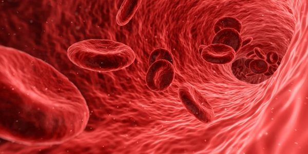 Überblick – Herz, Blut, Kreislauf | Finde Wissen für ...
