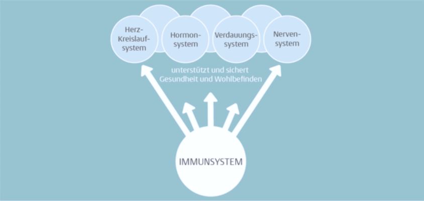 Überblick Immunsystem
