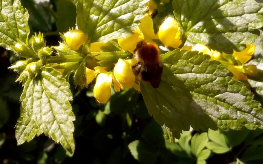 Wir holen die Bienen zurück – für die Zukunft unserer Kinder